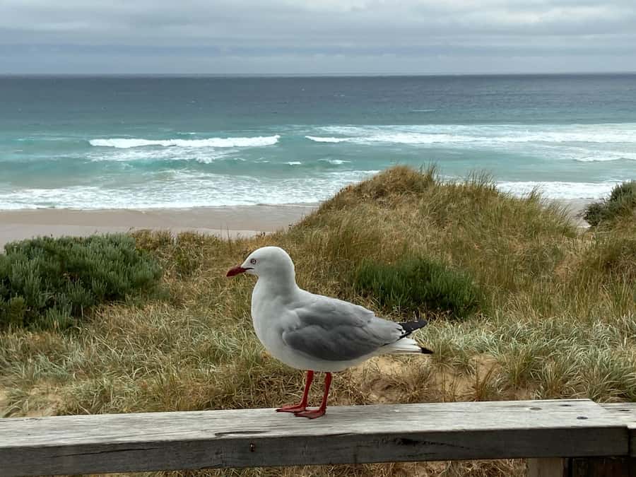 Melbourne: Phillip Island Tour & Penguin Parade - How the Guide Changes the Day (Pierre, Terry, Travis, Sarah, Mehmet, and More)