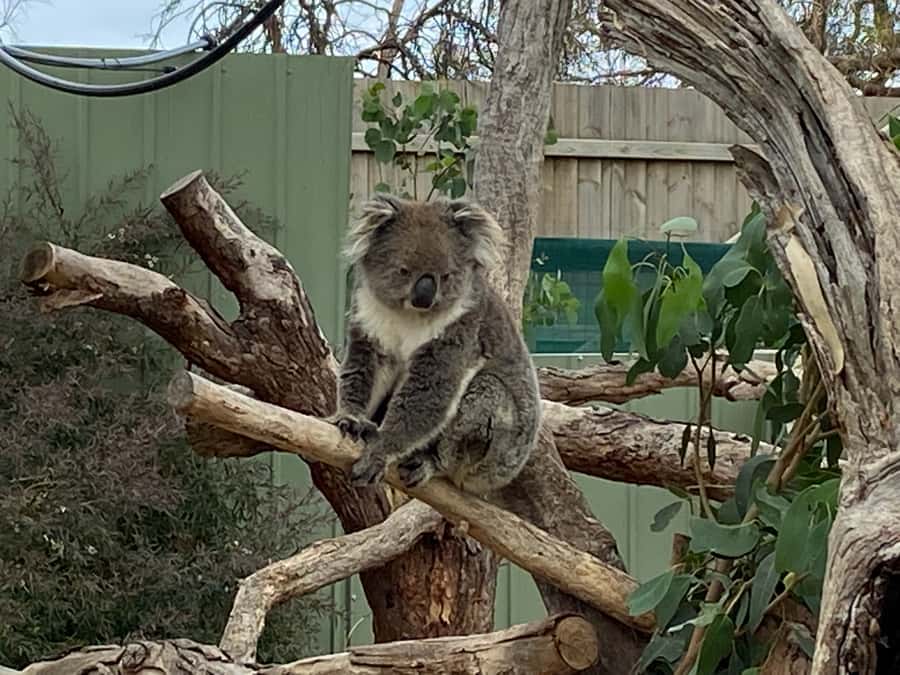 Melbourne: Phillip Island Tour & Penguin Parade - Who This Phillip Island Tour Suits Best (and Who Might Want Another Option)