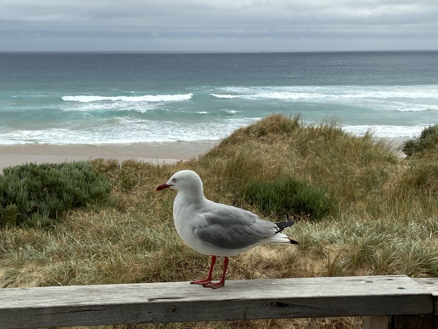 Melbourne: Phillip Island Tour & Penguin Parade - Should You Book This Tour?