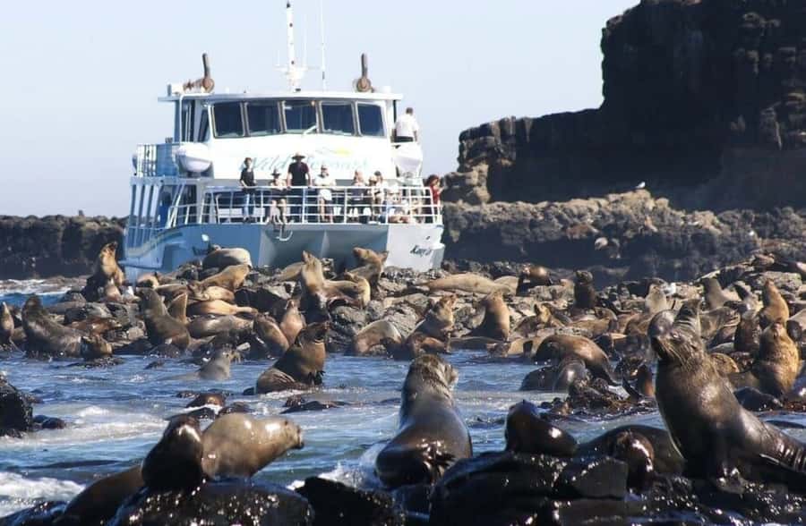 Melbourne: Phillip Island Tour w/ Hop-on Bus or Seal Cruise - Key things to know before you go