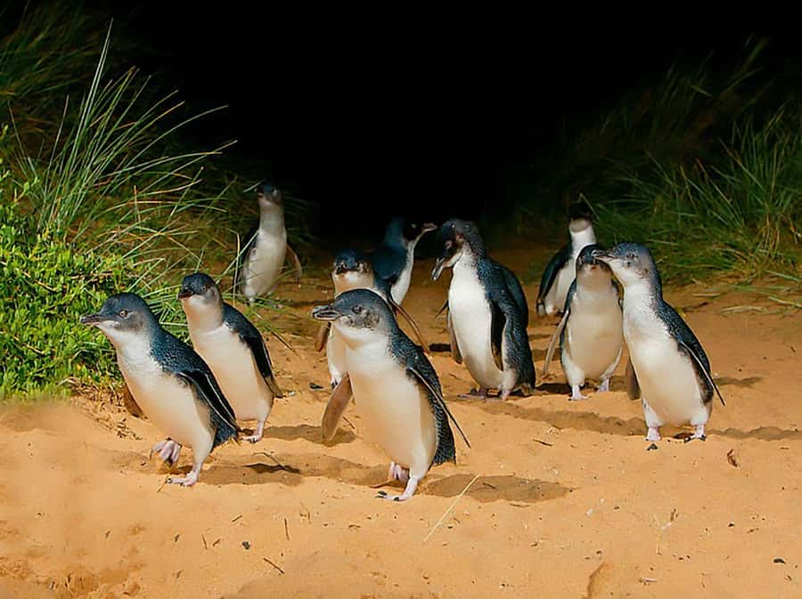 Melbourne: Phillip Island Tour w/ Hop-on Bus or Seal Cruise - A flexible Phillip Island day built around seals and penguins