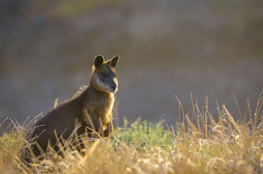 Melbourne: Phillip Island Tour w/ Hop-on Bus or Seal Cruise - Explorer Route: hop-on hop-off sights from Grand Prix Circuit to wetlands