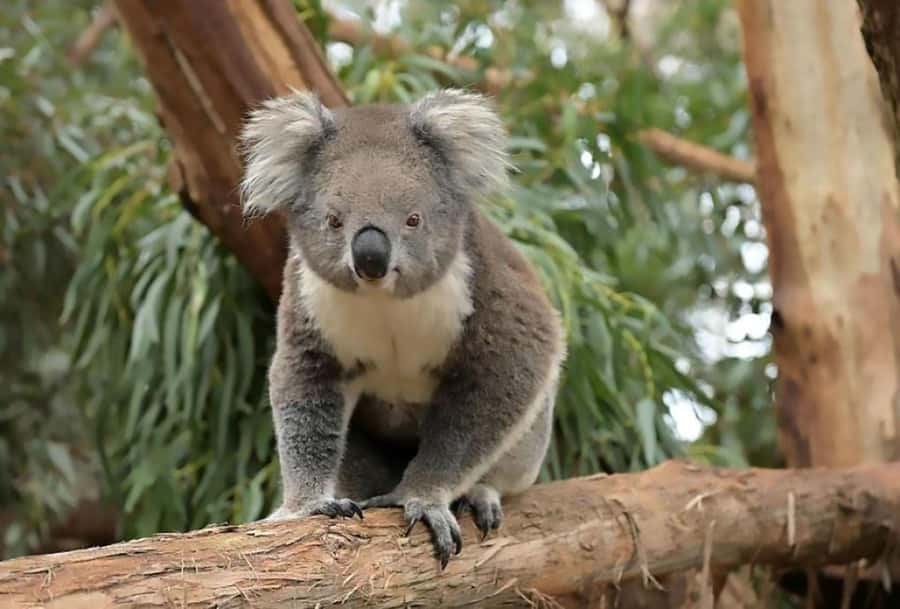 Melbourne: Phillip Island Tour w/ Hop-on Bus or Seal Cruise - Penguin Parade at sunset: timing, viewing, and photos