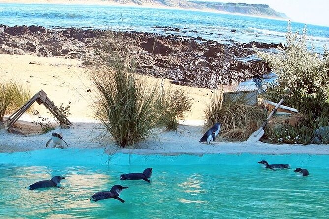 Melbourne Private Penguins Koalas TOUR-Melbourne City Tour JEWELS - Why This Private Wildlife + Melbourne Day Feels Efficient
