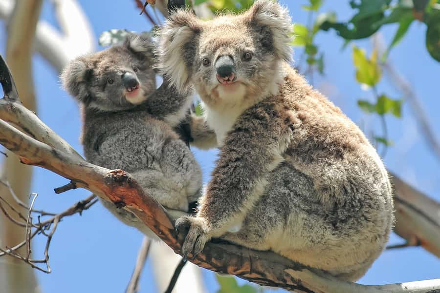 Melbourne: Puffing Billy & Healesville Sanctuary Scenic Tour - Morning pickup from central Melbourne: fast start, fewer headaches