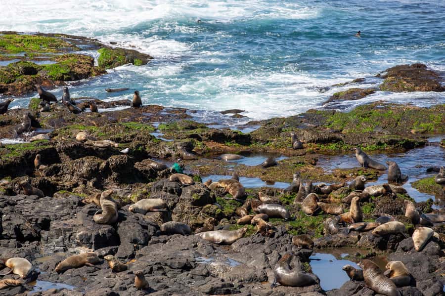 Melbourne Puffing Billy & Penguins Day Tour - Languages and who the guide helps most