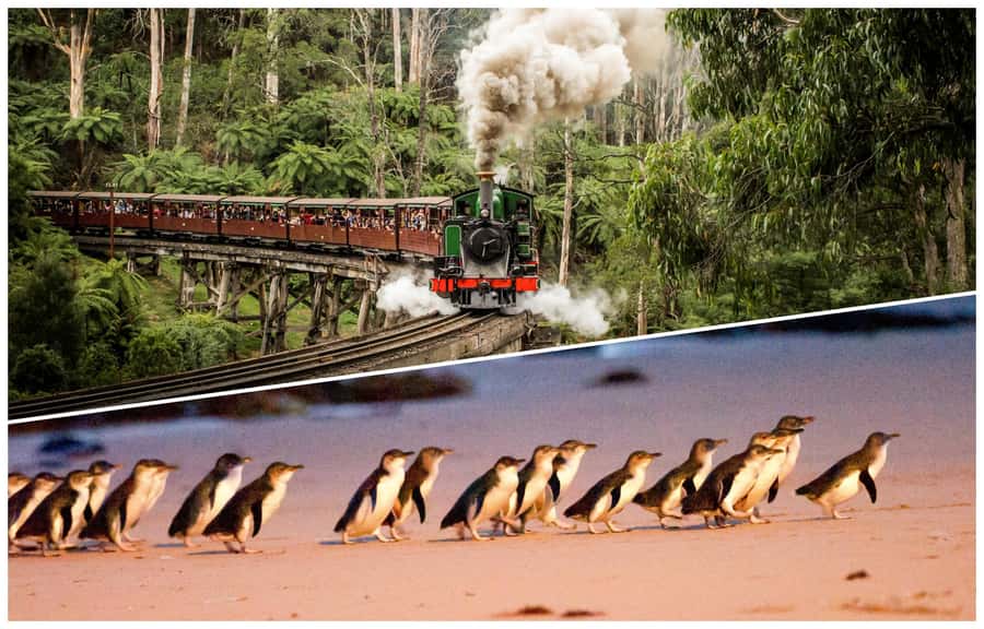 Melbourne: Puffing Billy Railway & Penguin Parade Day Tour - Pickup points, coach time, and what the day really feels like