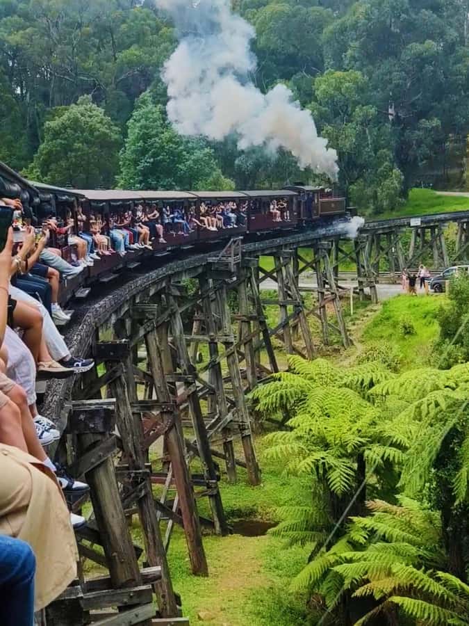 Melbourne: Puffing Billy Train and Penguin Island Day Tour - Maru Koala and Animal Park: A Short Stop You’ll Either Love or Skip