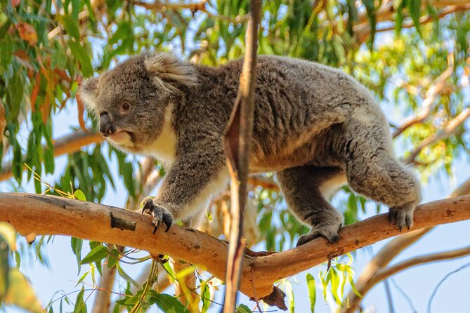 Melbourne Puffing Billy Train and Penguin Parade Day Tour Escape - Penguin Parade Time: Why This 1.5 Hours Feels Like the Whole Point