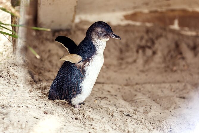 Melbourne Puffing Billy Train and Penguin Parade Day Tour Escape - Van Comfort, Motion Sickness, and How to Protect Your Day