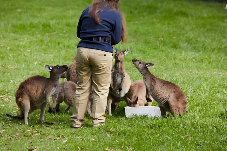 Melbourne: Puffing Billy Train & Healesville & Winery Tour - Key highlights you’ll actually notice