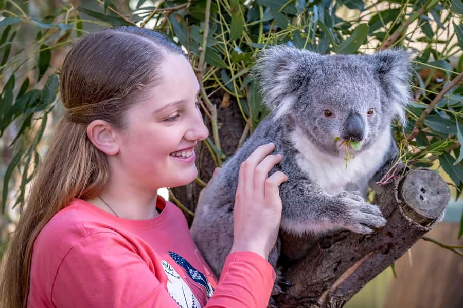 Melbourne: Puffing Billy Train & Penguin Island Excursion - Guides and Service: When the Day Runs Smoothly