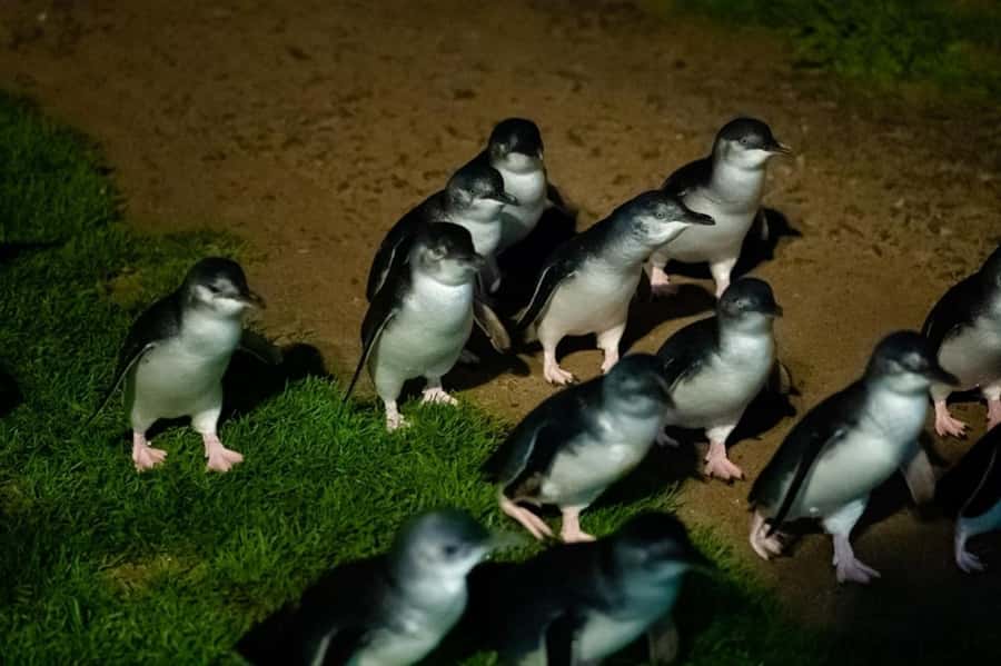 Melbourne: Puffing Billy Train & Penguin Island Excursion - Melbourne Pickup: Get on Board Without a Headache