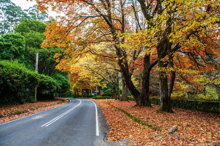 Melbourne: Puffing Billy Train & Penguin Parade Adventure - Who this tour fits best (and who might want to skip it)