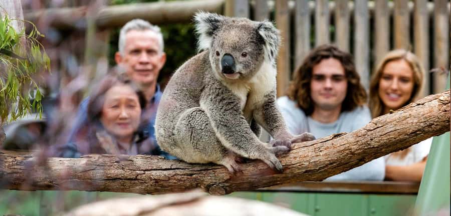 Melbourne: Puffing Billy Train Wildlife Zoo Private Tour - Why this steam-train plus sanctuary pairing makes sense