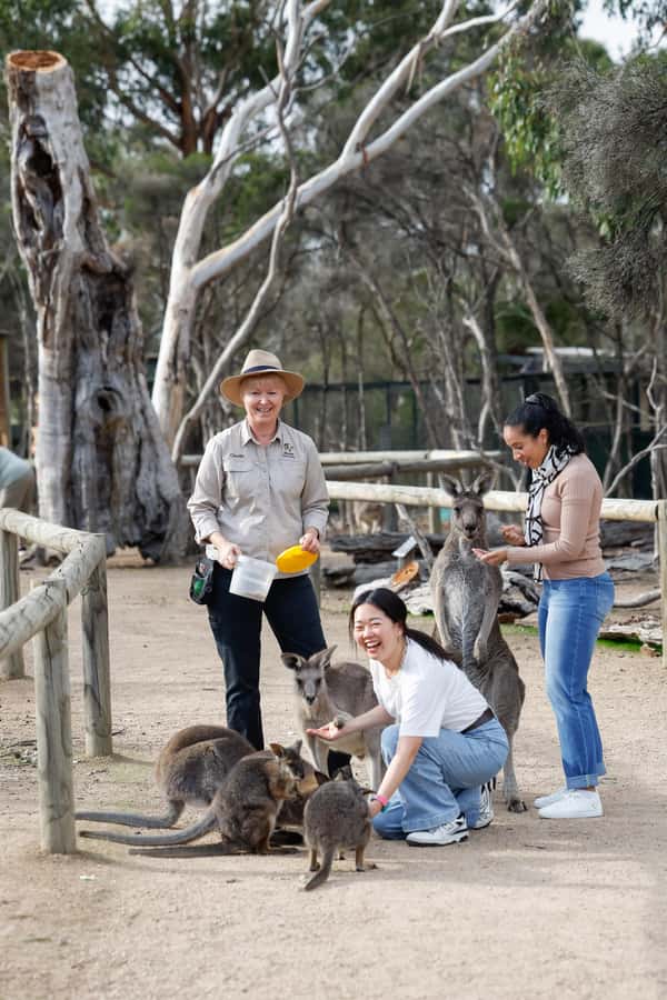 Melbourne: Puffing Billy Train Wildlife Zoo Private Tour - Value and price: what $559 per group really includes