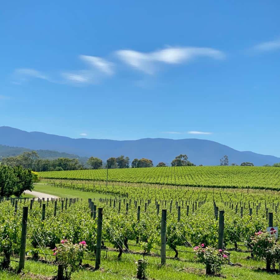 Melbourne: Relaxed Half-Day Yarra Valley Wine Tour - The timing back to Melbourne: when you’ll be free again