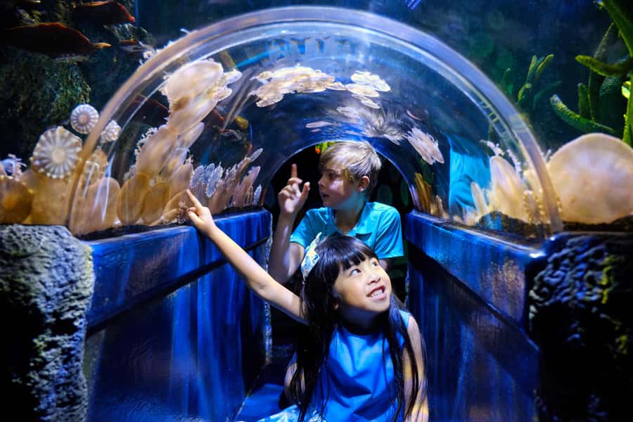 Melbourne: SEA LIFE Aquarium Entrance Ticket - The one-day plan: your self-guided route through 12 zones