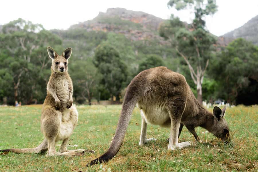 Melbourne to Adelaide: 2-Day Great Ocean Road Grampians Tour - Great Otway National Park: the rainforest walk you’ll remember