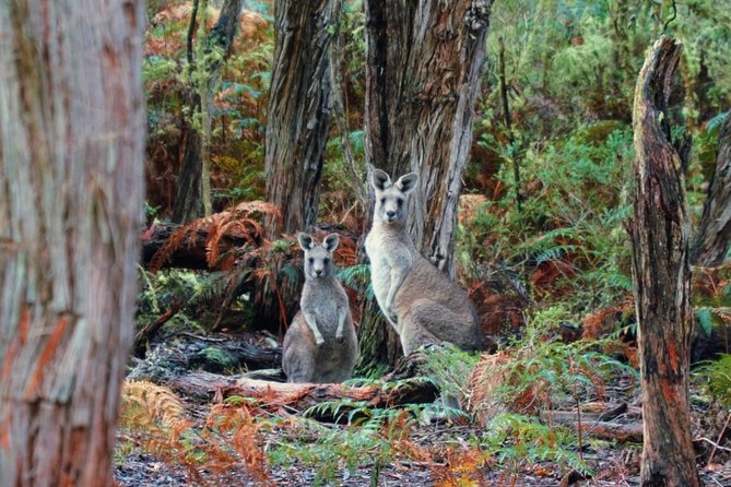 Melbourne to Adelaide 3 Day Tour via Great Ocean Road & Grampians - Where You Sleep and What You Eat (And Why It Matters)
