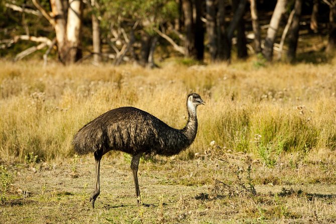 Melbourne to Adelaide 3 Day Tour via Great Ocean Road & Grampians - Cost and Value: Is $498.48 Worth It?