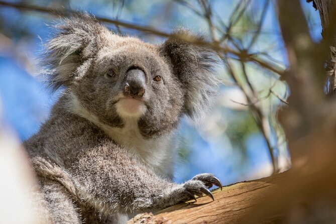 Melbourne to the Great Ocean Road & Grampians 3 Day Original Tour - Day 2 in the wild: Tower Hill to Halls Gap