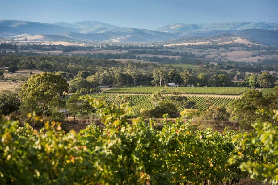 Melbourne: Yarra Valley Wine Bubbles & Kangaroos Tour - Domaine Chandon: sparkling wine with panoramic views