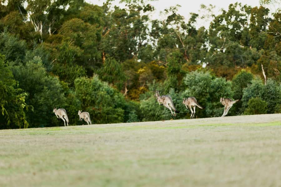 Melbourne: Yarra Valley Wine Bubbles & Kangaroos Tour - Melbourne pickup to Yarra Valley: getting out of the city without stress