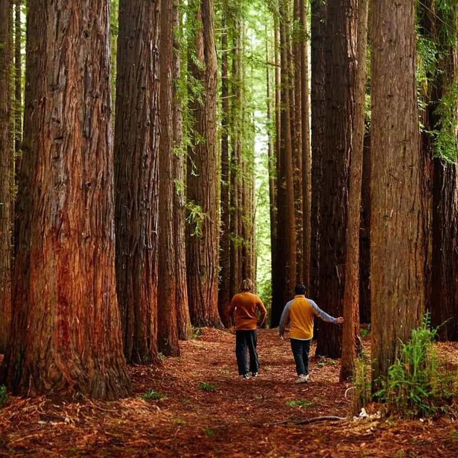 Melbourne: Yarra Valley Wine & Cherry Picking Day Trip - Healesville Sanctuary area: lunch break that can make or break your mood