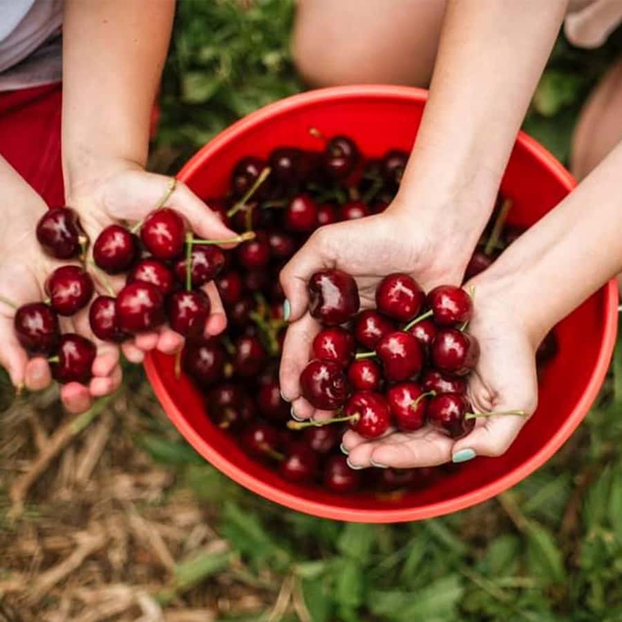 Melbourne: Yarra Valley Wine & Cherry Picking Day Trip - Timing, route flow, and the danger zone for rushed tastings