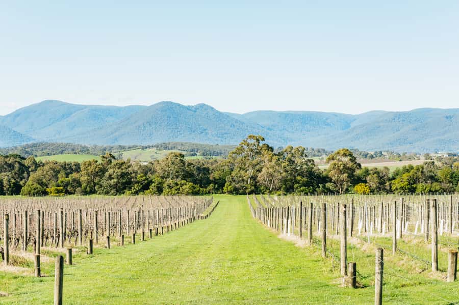 Melbourne: Yarra Valley Wine, Cider, Gin, Beer, & Choc Tour - Yering Farm: Cider-Friendly First Stop and Scenic Winery Time