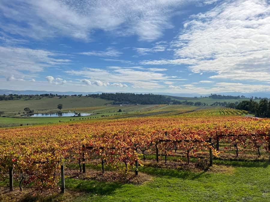 Melbourne: Yarra Valley Wine Tour + Lunch & Gin/Beer Option - Group Size, Timing, and the Rules That Actually Matter