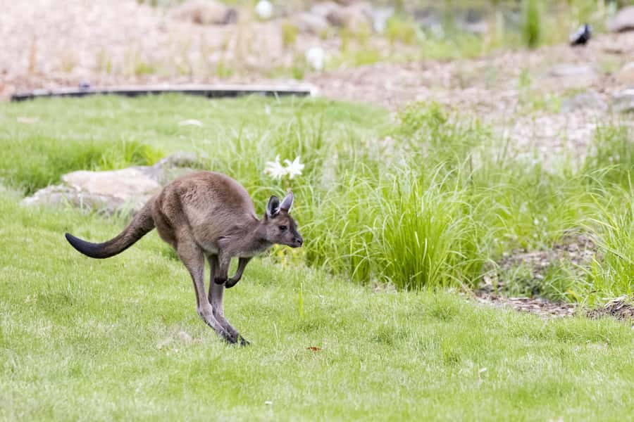 Melbourne Zoo: Australian Wildlife Experience Ticket - Small-Group Morning Access: The Main Reason It Feels Special