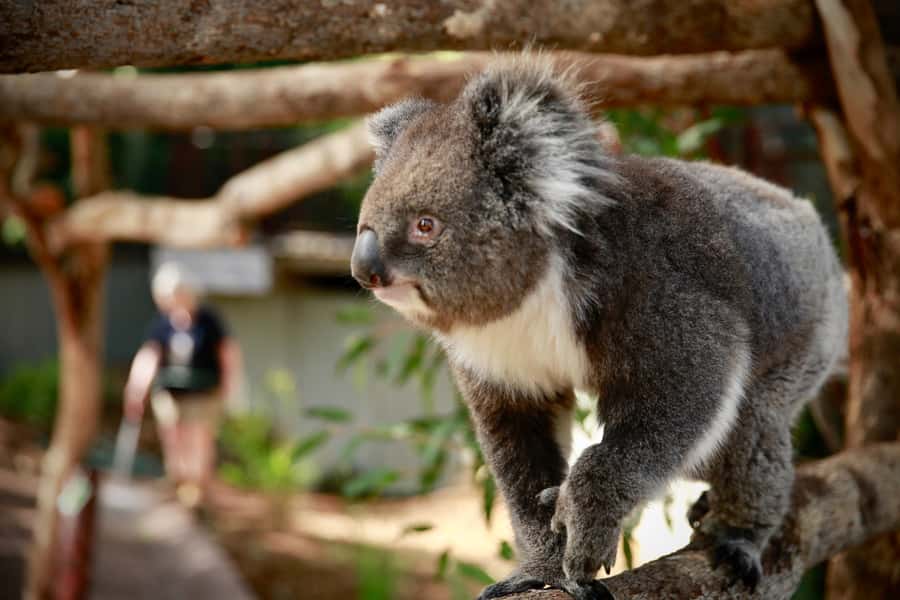 Melbourne Zoo: Australian Wildlife Experience Ticket - Meet at 7:55am, Depart 8:00am: A Real Early-Start Commitment