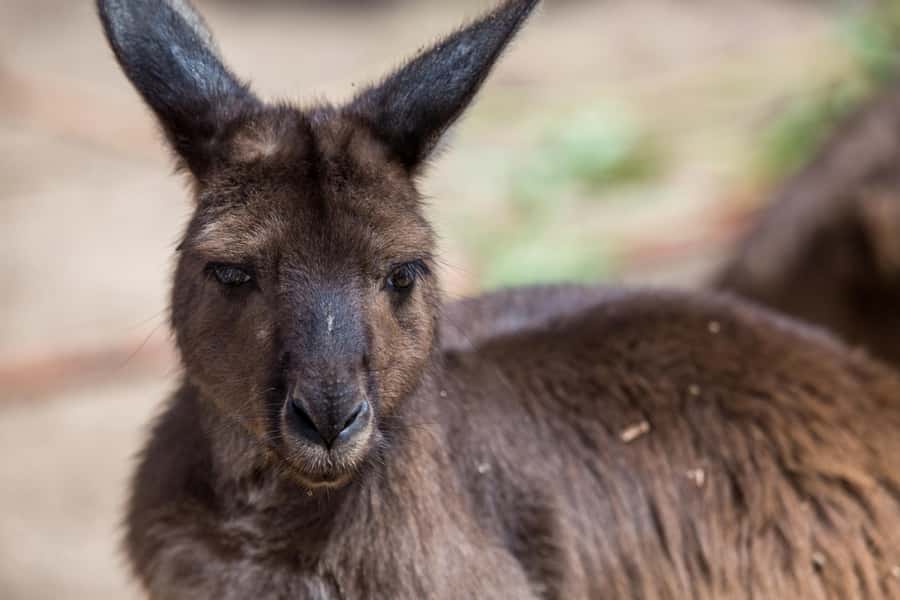 Melbourne Zoo: Australian Wildlife Experience Ticket - Koalas Karri and Waru: Watching Wake-Up Behavior With a Keeper Story