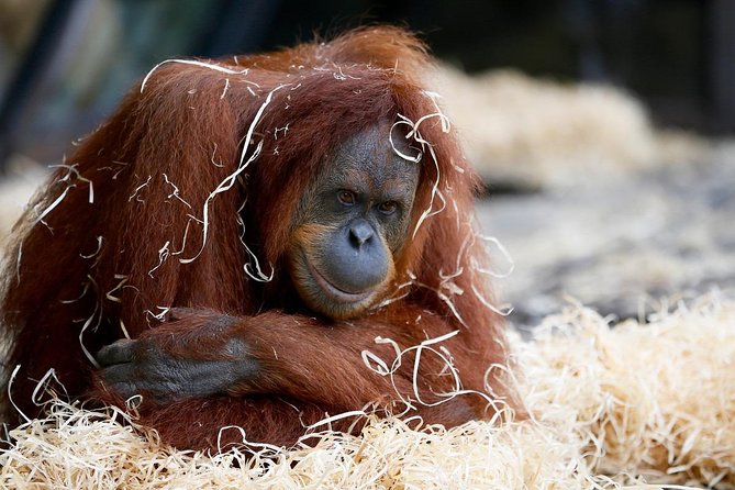 Melbourne Zoo General Entry Ticket - Key Highlights Worth Planning For