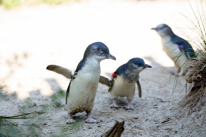 Melbourne Zoo General Entry Ticket - Butterfly House: A Smart Indoor Break and a Crowd-Friendly Surprise