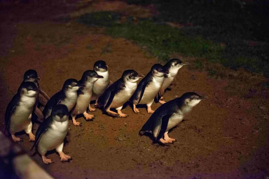 Melbourne：Phillip Island Tour 1 Day Tour - Cowes on the north tip: a quick village break