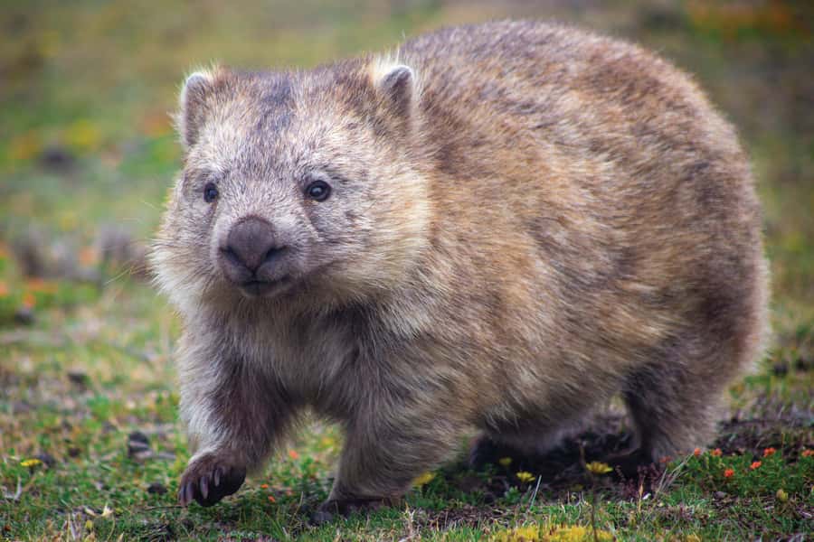 Melbourne：Phillip Island Tour 1 Day Tour - The Nobbies Centre: rugged cliffs and birdwatching wins