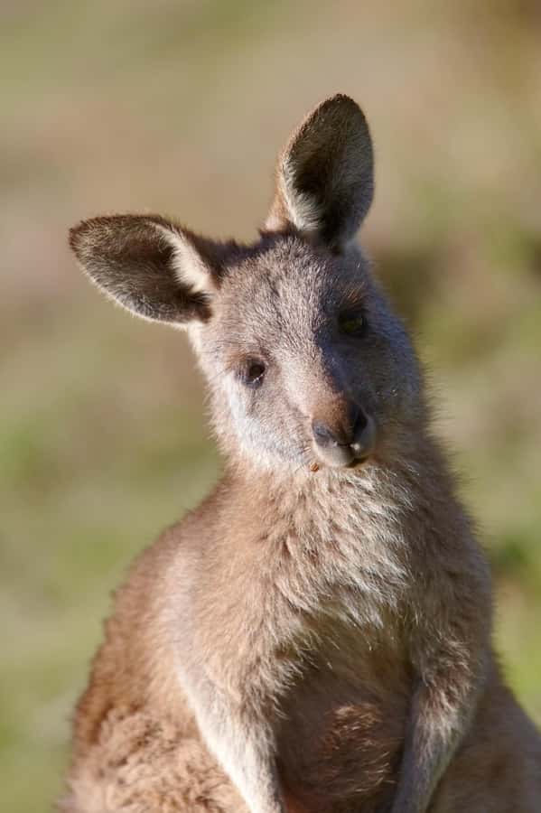 Melbourne：Phillip Island Tour 1 Day Tour - Who should book this Phillip Island 1-day tour