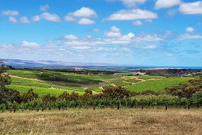 Micro-Group McLaren Vale Wine Tour from Adelaide - How the guide keeps it personal (and why Paul and Matt matter)