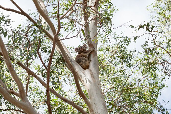 Minjerribah Cultural Experience - Why Minjerribah feels different with a Quandamooka guide