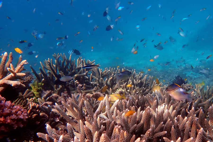 Mission Beach: Outer Great Barrier Reef & Dunk Island Tour - Key things I’d plan around