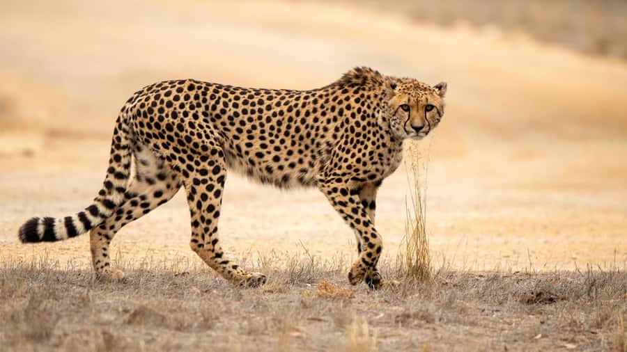 Monarto Safari Park: Cheetah Experience - Key things to know before you go