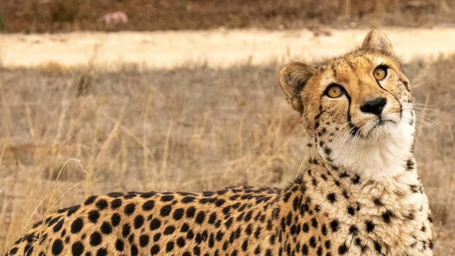 Monarto Safari Park: Cheetah Experience - Monarto Cheetahs Up Close: What Makes This 1-Hour Tour Special