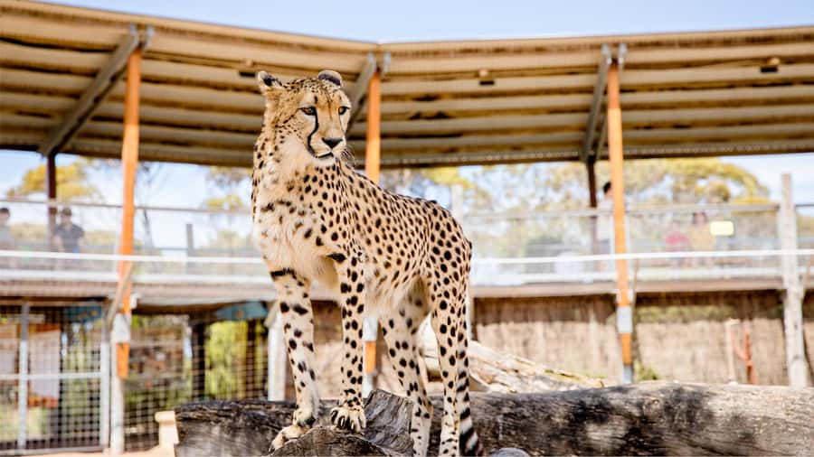 Monarto Safari Park: Cheetah Experience - Inside the Cheetah Area: What You’ll Do During the Tour