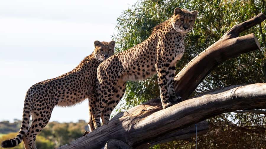 Monarto Safari Park: Cheetah Experience - Meeting Keepers at the Visitors Centre Check-In