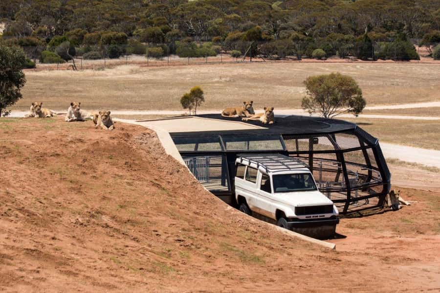Monarto Safari Park: General Admission Tickets - The Zu-loop Shuttle Bus: The Best Way to Cover Long Distances
