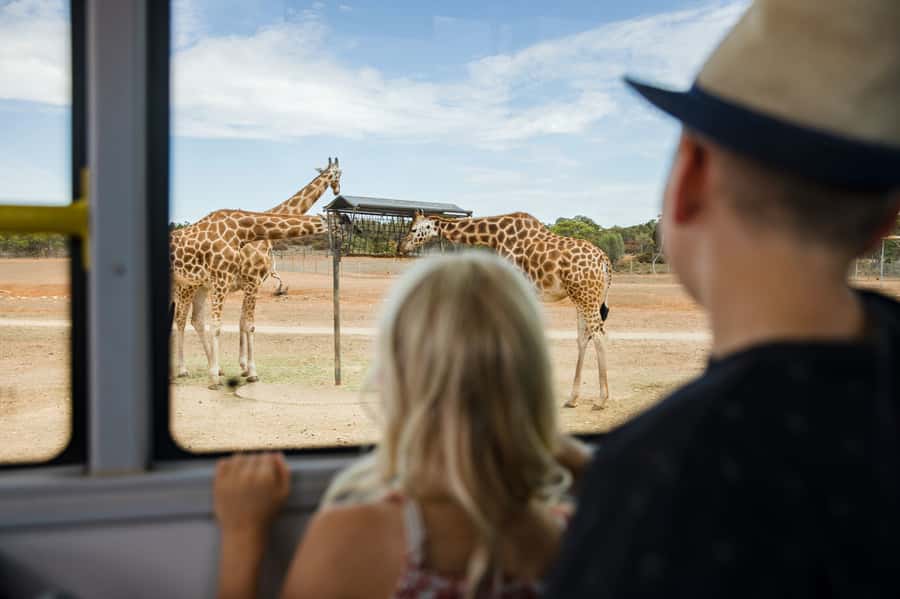 Monarto Safari Park: General Admission Tickets - Arriving and Getting In: Car Park to Entrance Tunnel