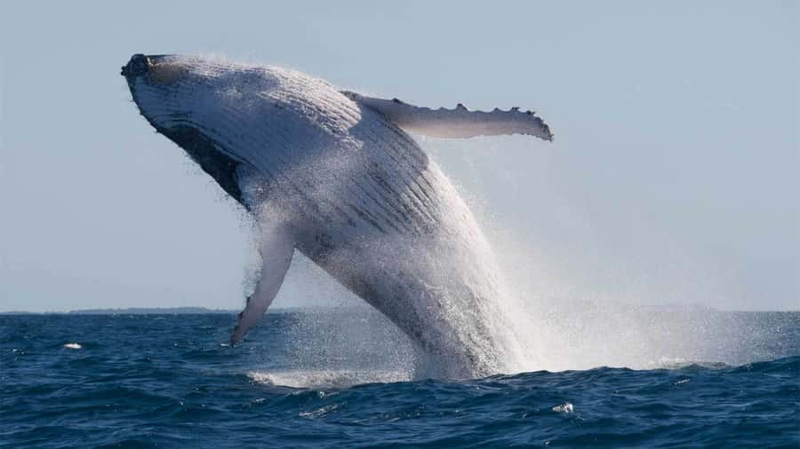 Mooloolaba: 2-Hour Whale Watching Adventure - From The Wharf to whale country: how the timing really feels